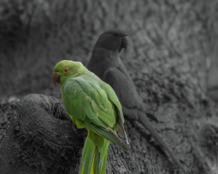 _O6A4029-3_resultaat Beetje klooien in Adobe Lightroom Classic