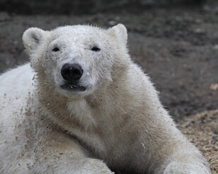 IMG_7409-2-ps2 Rhenen, Ouwehands Dierenpark