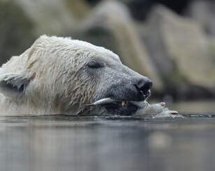 _Y3A2408-ps2-niet-verscherpt_resultaat Rhenen, Ouwehands Dierenpark
