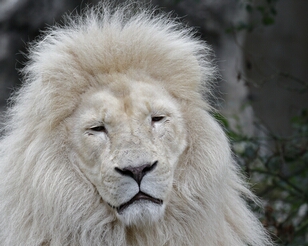 _Y3A1756-ps2_resultaat Rhenen, Ouwehands Dierenpark