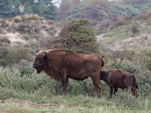 Wisent