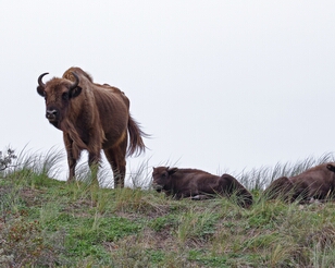 BY3A6847-ps2 Nationaal Park Zuid-Kennemerland (wisentenpad)