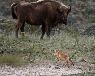 BY3A6885-ps2_resultaat Nationaal Park Zuid-Kennemerland (wisentenpad). Geen vos zoals je kan tegenkomen in de Amsterdamse Waterleidingduinen, maar een echte wilde die zich niet laat...
