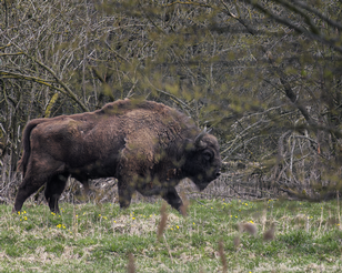 IMG_2380-ps2_resultaat Lelystad, Natuurpark Lelystad op 21-4-2013